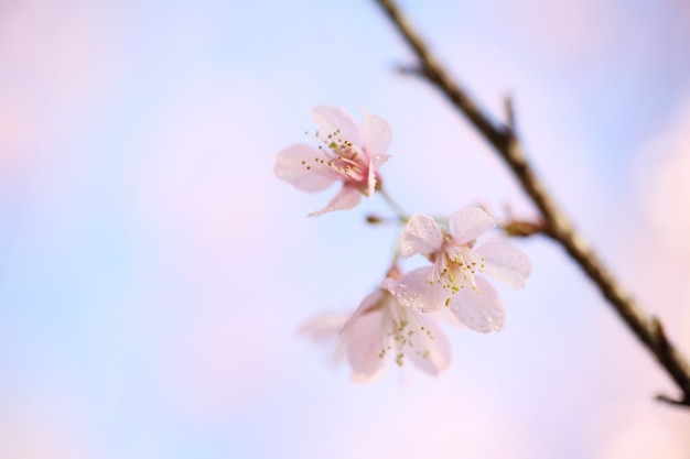 Fleurs de cerisier, fleur de sakura en gros plan