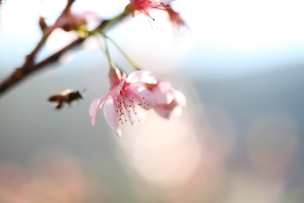 Fleurs de cerisier, fleur de sakura en gros plan