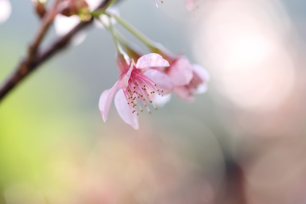 Fleurs de cerisier, fleur de sakura en gros plan