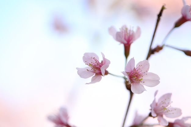 Fleurs de cerisier, fleur de sakura en gros plan