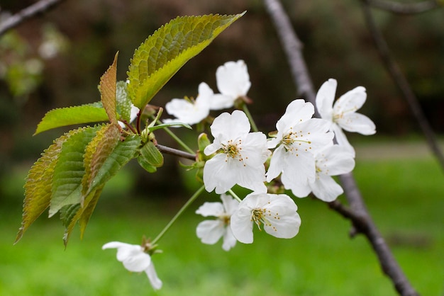 Photo les fleurs de cerisier fleurissent. fleurs blanches sur une branche d'un cerisier. fond floral, printemps