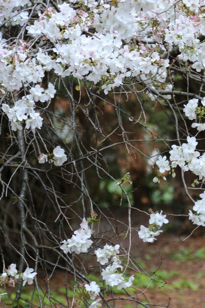 Fleurs de cerisier en fleurs blanches sur un fond de fleur de printemps branche