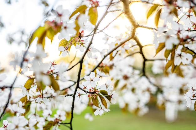 Fleurs de cerisier en fleurs sur une branche. Fond de nature printanière.