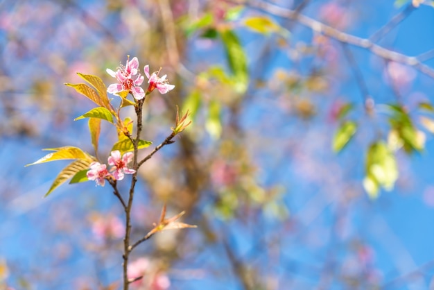 Fleurs de cerisier en fleurs avec ciel bleu