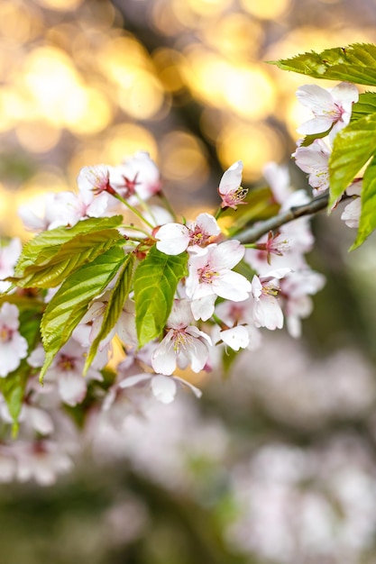 Fleurs de cerisier en fleurs. Fond de printemps.