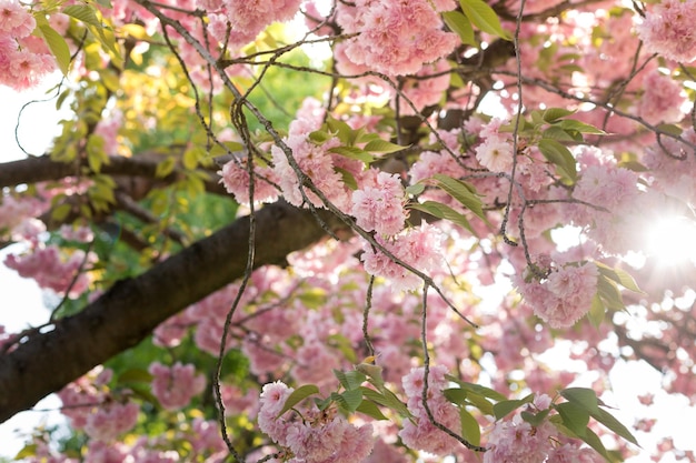 Fleurs de cerisier. fleurs roses sur l'arbre. fleurs de printemps