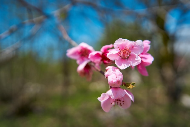 Fleurs de cerisier Fleurs roses sur une branche d'arbre