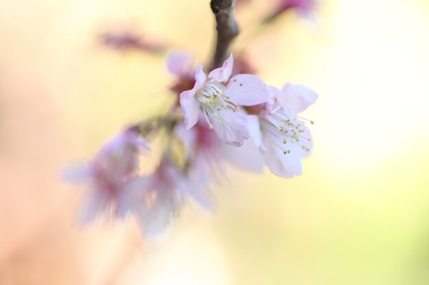 Fleurs de cerisier, fleurs de sakura