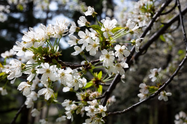 Fleurs de cerisier fond blanc petites fleurs sur une branche dans le jardin