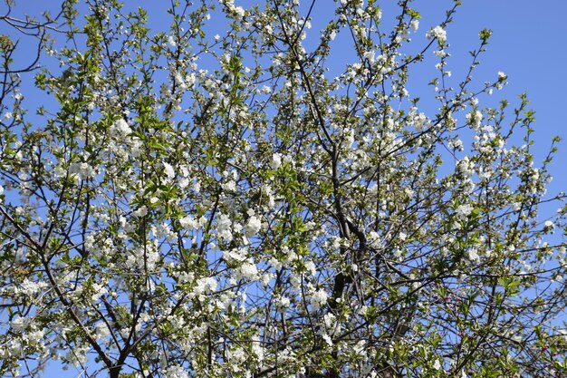 Fleurs de cerisier sur fond de ciel bleu Fleurs d'un arbre sur les branches Le verger de cerisiers