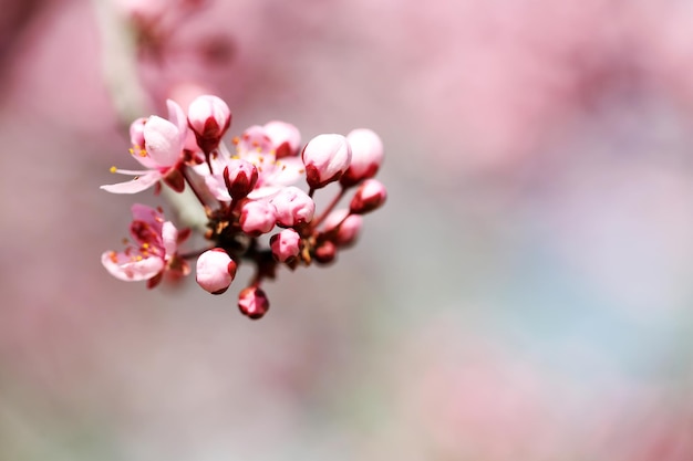 Fleurs de cerisier sur fond de nature floue se bouchent