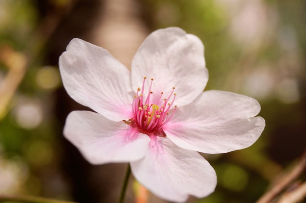 Des fleurs de cerisier en gros plan s&#39;épanouissent au soleil sur l&#39;arbre des fleurs de cerisier. Corée.