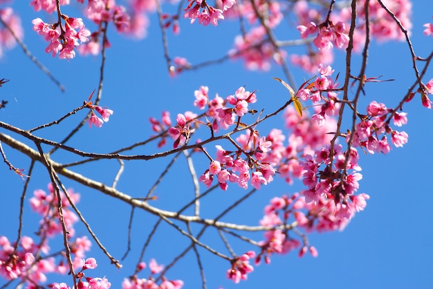 Fleurs de cerisier de l'Himalaya sauvage ou Sakura sur ciel bleu