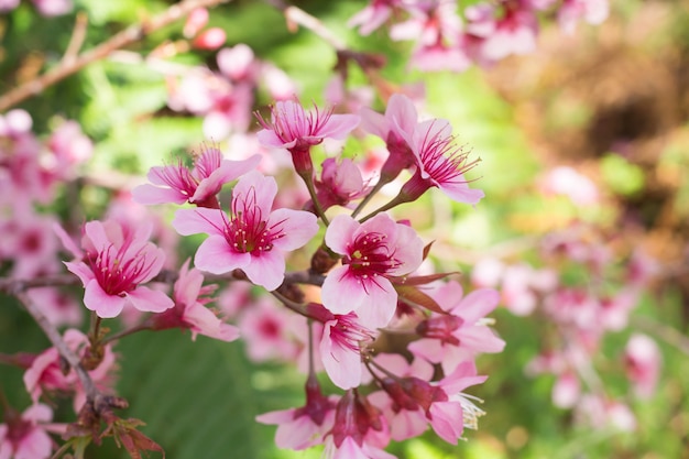 Fleurs de cerisier de l&#39;Himalaya sauvages au printemps, fleur de Sakura rose