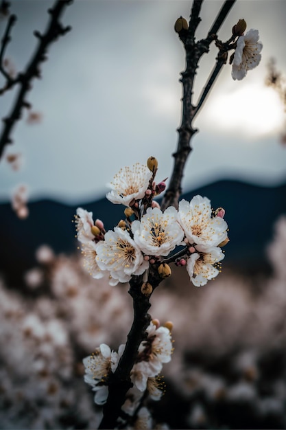 Fleurs de cerisier à Hokkaido en hiver