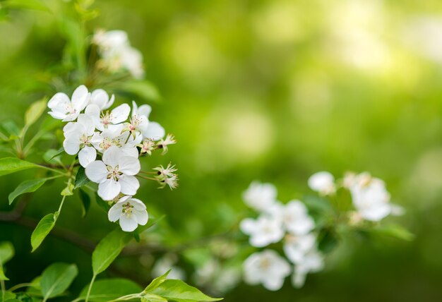 Fleurs De Cerisier En Journée Ensoleillée Sur Fond Flou Vert