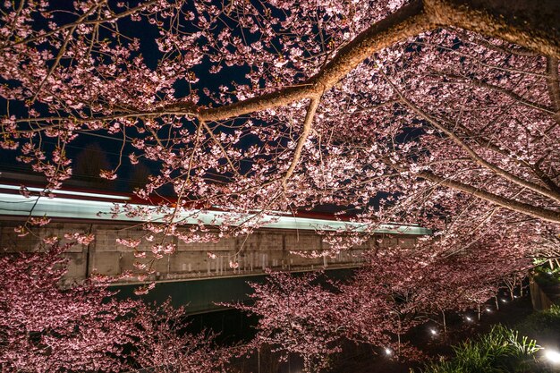 Photo les fleurs de cerisier de kawazu et les trains sur la côte de miura