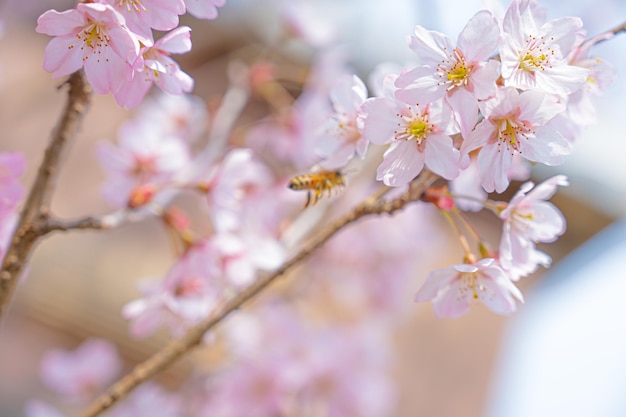 Fleurs de cerisier moelleuses