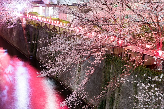 Les fleurs de cerisier de nuit s'illuminent