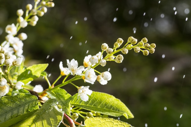 Fleurs de cerisier des oiseaux sur un arbre poussant dans la forêt de printemps.