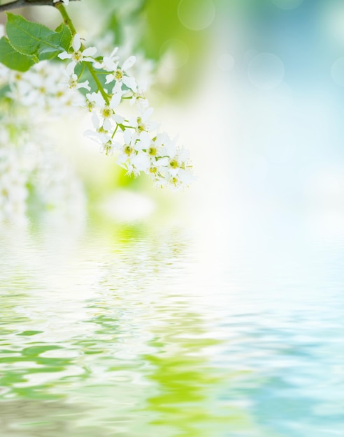 Fleurs de cerisier à oiseaux