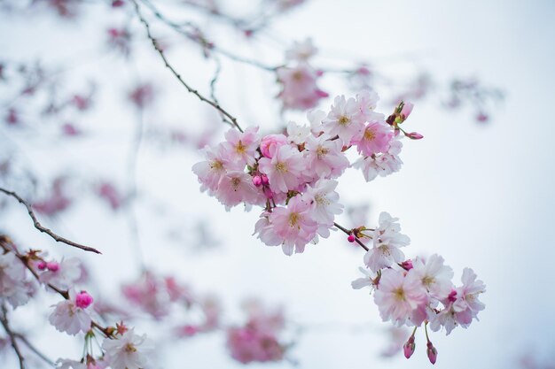 Fleurs de cerisier Parc avec des fleurs roses sur les arbres Printemps
