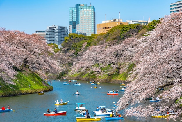 Fleurs de cerisier en pleine floraison au printemps autour du parc Tokyo Chidorigafuchi