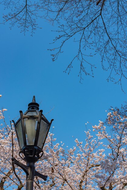 Fleurs de cerisier en pleine floraison au printemps autour du parc Tokyo Chidorigafuchi