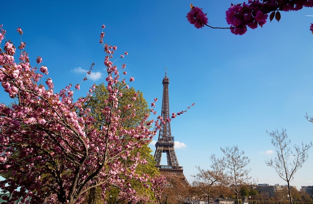 Fleurs de cerisier en pleine floraison avec la tour Eiffel en arrière-plan Paris France