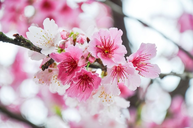 Fleurs de cerisier en pleine floraison