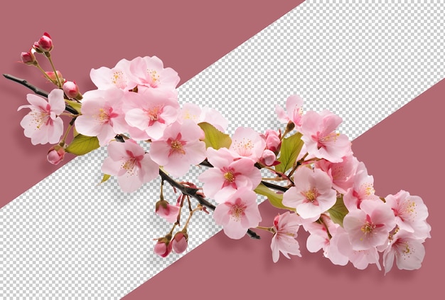 Fleurs de cerisier PNG