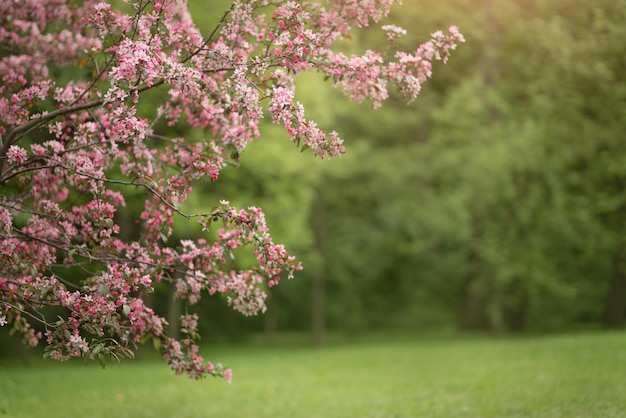 Fleurs de cerisier et de pommier dans le jardin de printemps