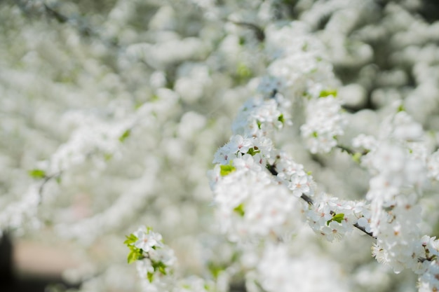 Fleurs de cerisier de printemps blanc sur un arbre