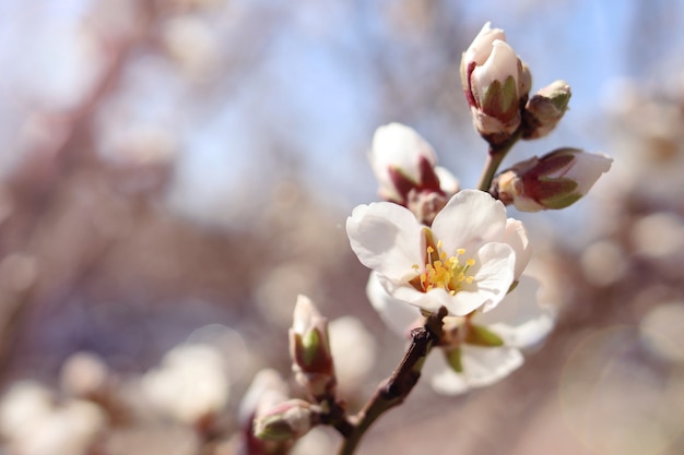 Fleurs de cerisier de printemps sur la branche