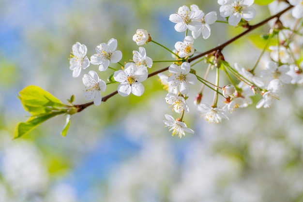Fleurs de cerisier de printemps dans des conditions naturelles Fond blanc floral naturel