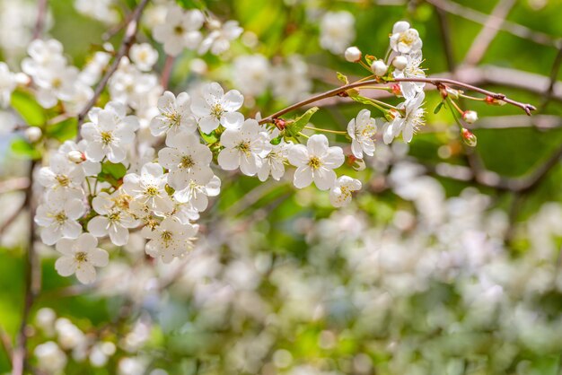 Fleurs de cerisier de printemps dans des conditions naturelles Fond blanc floral naturel