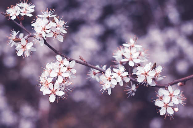 Fleurs de cerisier de printemps fleurs blanches Branche d'arbre fruitier Blooming sakura Fond floral beau fond d'écran