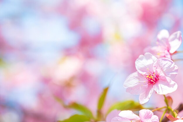 Fleurs de cerisier printemps fleurs de cerisier fleurs fleurs de cerisier affichage rayons de ciel bleu seaso