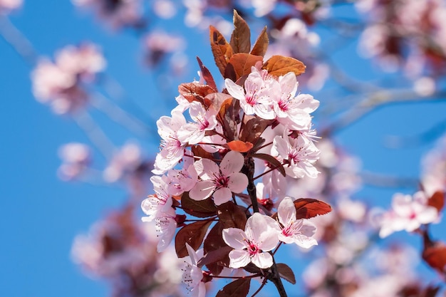 Fleurs de cerisier de printemps fleurs roses sur un ciel bleu fond floral de printemps