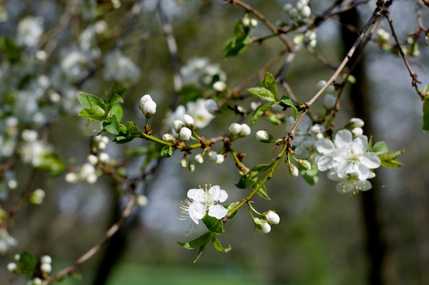 Fleurs de cerisier de printemps fleurs