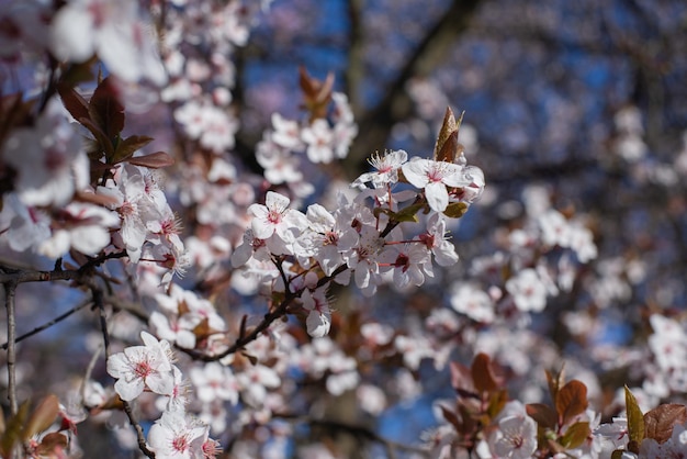 Fleurs Cerisier Rose Beau Fond Floral Printemps