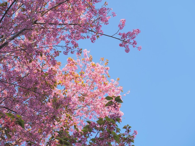 Fleurs de cerisier roses en pleine floraison