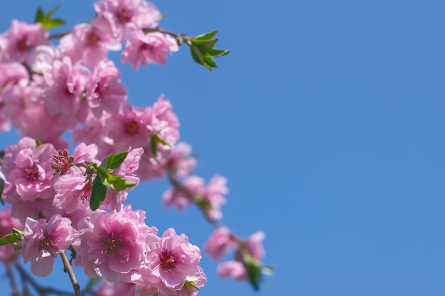 Fleurs de cerisier roses de sakura