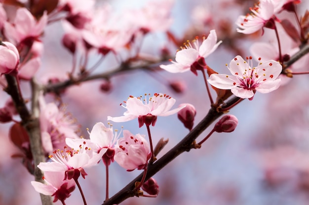 fleurs de cerisier rouge