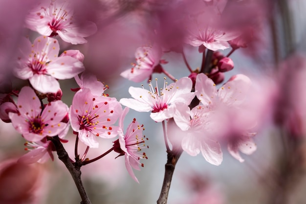 fleurs de cerisier rouge