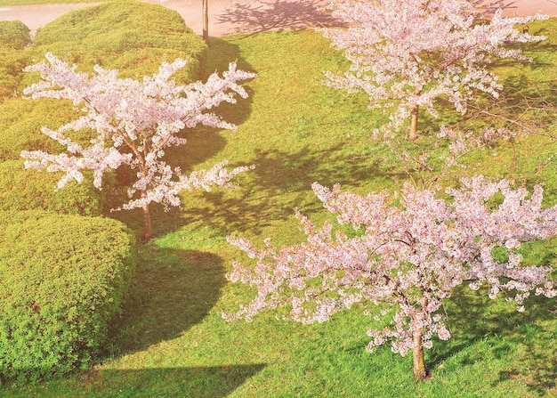 Fleurs de cerisier ou de sakura fleurissent dans le jardin de printemps sur fond naturel. Vue de dessus. La lumière du soleil tonique