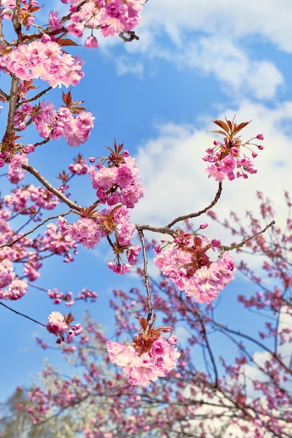 Fleurs de cerisier sakura rose Gros plan sur des brindilles avec des fleurs par beau temps avec un ciel bleu derrière