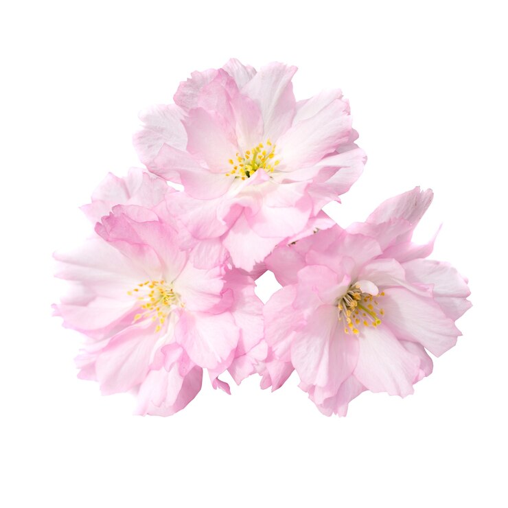 Photo fleurs de cerisier sakura rose isolés sur fond blanc