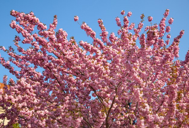 Fleurs de cerisier Sakura