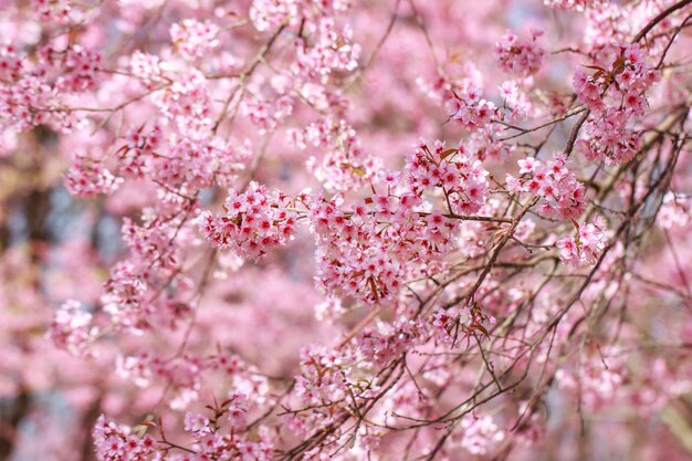 Fleurs de cerisier sauvages de l&#39;Himalaya au printemps (Prunus cerasoides), Sakura en Thaïlande